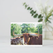 Carte Postale Magnifique Texas Longhorn Bull (Debout devant)