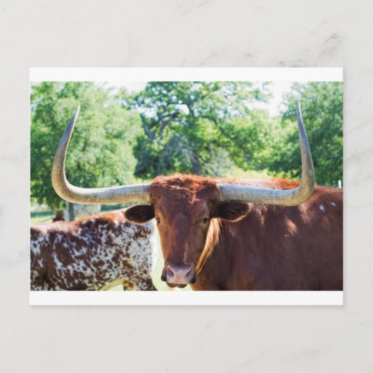 Carte Postale Magnifique Texas Longhorn Bull (Devant)