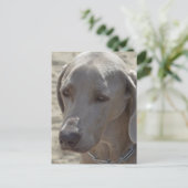 Carte Postale Magnifique Weimaraner (Debout devant)