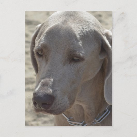 Carte Postale Magnifique Weimaraner (Devant)