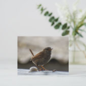 Carte Postale Magnifique Wren (Debout devant)