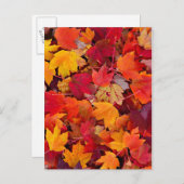 Carte Postale Magnifiques Feuilles d'érable (Devant / Derrière)