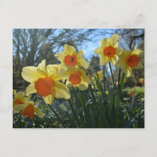 Carte Postale Magnifiques fleurs jaunes et oranges de narcisse d