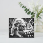 Carte Postale Magnifiques Mops Playfull (Debout devant)