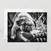 Carte Postale Magnifiques Mops Playfull (Devant / Derrière)