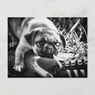 Carte Postale Magnifiques Mops Playfull