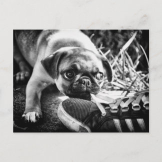 Carte Postale Magnifiques Mops Playfull