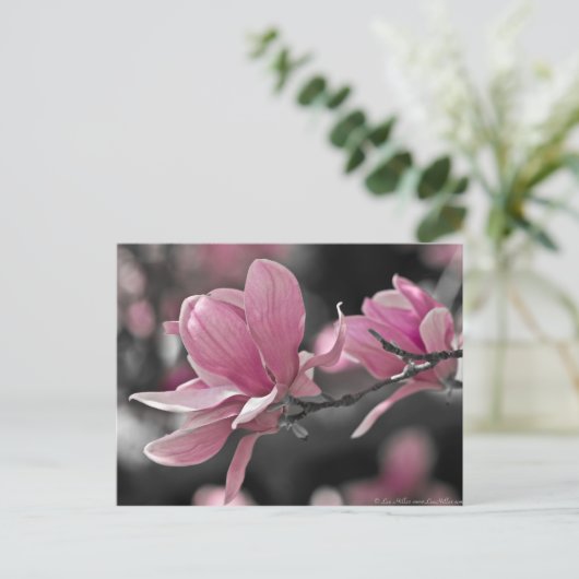 Carte Postale Magnolia (Debout devant)