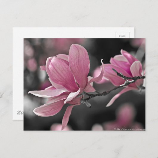 Carte Postale Magnolia (Devant / Derrière)