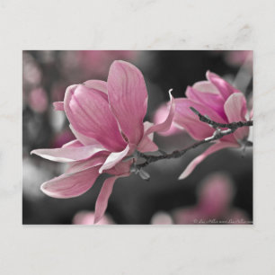 Carte Postale Magnolia