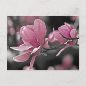 Carte Postale Magnolia (Devant)