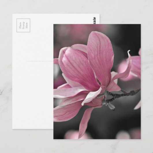 Carte Postale Magnolia (Devant / Derrière)