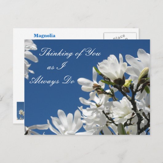 Carte postale Magnolia (Devant / Derrière)