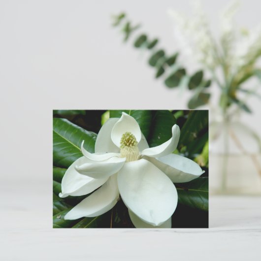 Carte postale Magnolia (Debout devant)