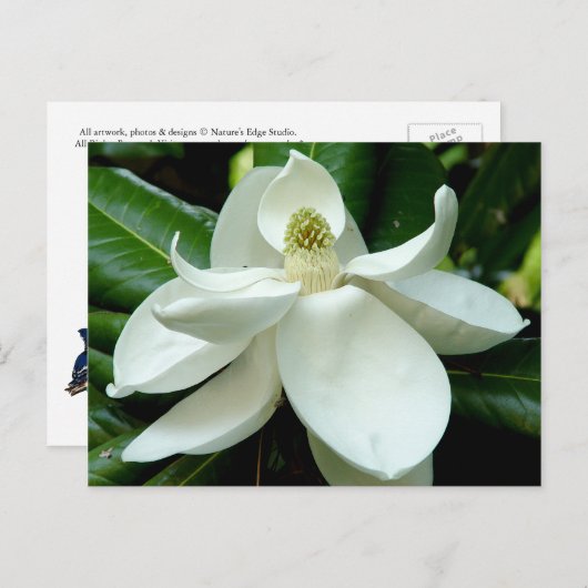 Carte postale Magnolia (Devant / Derrière)