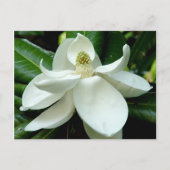 Carte postale Magnolia (Devant)