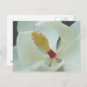 Carte Postale Magnolia (Devant / Derrière)