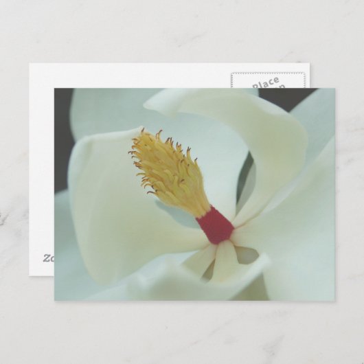 Carte Postale Magnolia (Devant / Derrière)
