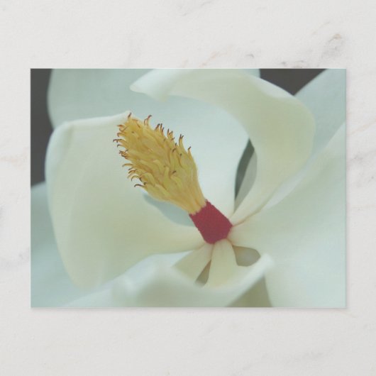 Carte Postale Magnolia (Devant)