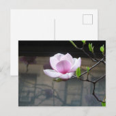 CARTE POSTALE MAGNOLIA (Devant / Derrière)