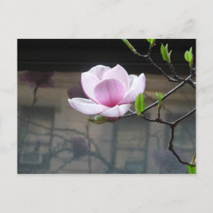 CARTE POSTALE MAGNOLIA