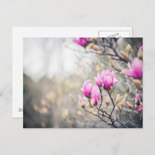 Carte Postale Magnolia (Devant / Derrière)