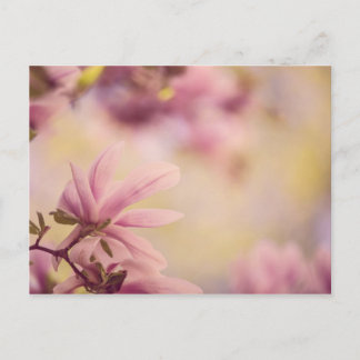 Carte Postale Magnolia