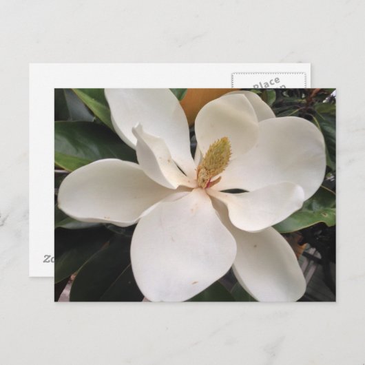 Carte Postale Magnolia (Devant / Derrière)