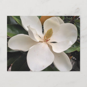 Carte Postale Magnolia