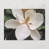 Carte Postale Magnolia (Devant)