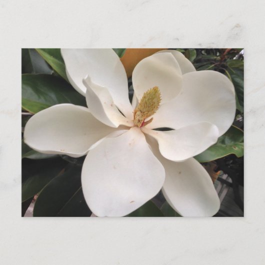 Carte Postale Magnolia (Devant)