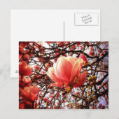 Carte Postale Magnolia (Devant / Derrière)