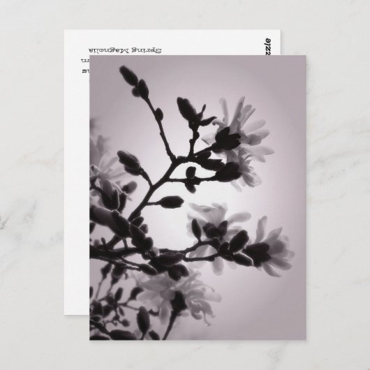 Carte Postale Magnolia (Devant / Derrière)