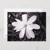Carte Postale Magnolia (Devant / Derrière)