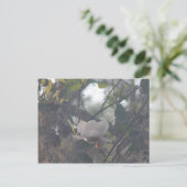 Carte Postale Magnolia avec mousse espagnole (Debout devant)