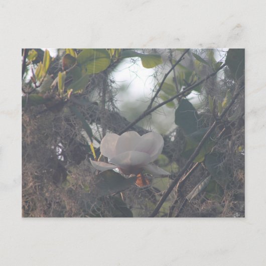 Carte Postale Magnolia avec mousse espagnole (Devant)