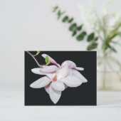 Carte Postale Magnolia blanc (Debout devant)