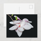 Carte Postale Magnolia blanc (Devant / Derrière)