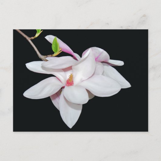 Carte Postale Magnolia blanc (Devant)