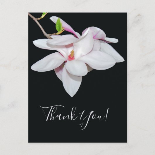 Carte Postale Magnolia blanc (Devant)