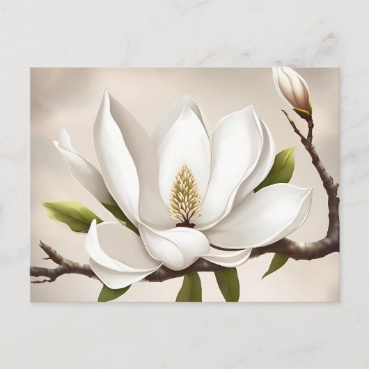 Carte Postale Magnolia blanc botanique (Devant)