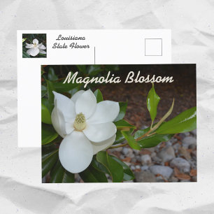 Carte Postale Magnolia blanc Fleur de l'État de Louisiane Photog