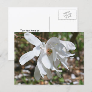 Carte Postale Magnolia blanc personnalisé