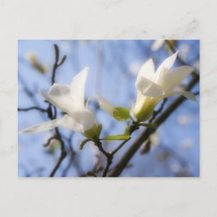 Carte Postale Magnolia blanche