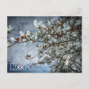 Carte Postale Magnolia blanche coréenne