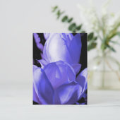 Carte Postale Magnolia bleu (Debout devant)