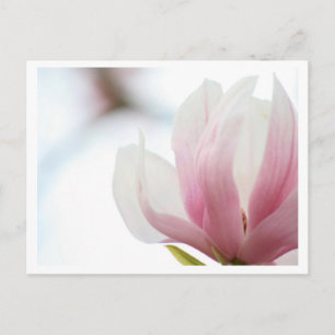 Carte Postale Magnolia Bloom