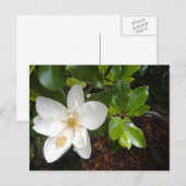 Carte Postale Magnolia Bloom (Devant / Derrière)