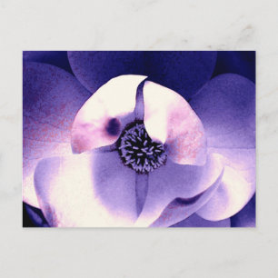 Carte Postale Magnolia Blossom