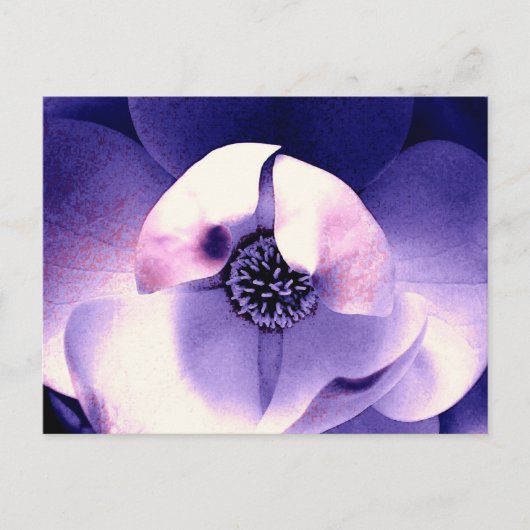 Carte Postale Magnolia blossom (Devant)